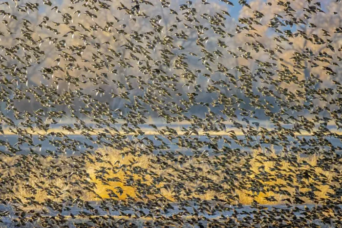 Framed Print : USA, New Mexico, Bosque del Apache National Wildlife Reserve Framed Print : USA, New Mexico, Bosque del Apache National Wildlife Reserve