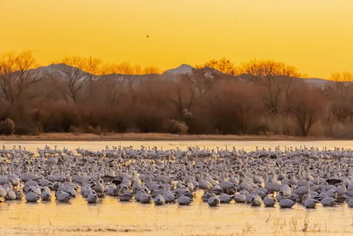 Framed Print : USA, New Mexico, Bosque del Apache National Wildlife Reserve Framed Print : USA, New Mexico, Bosque del Apache National Wildlife Reserve