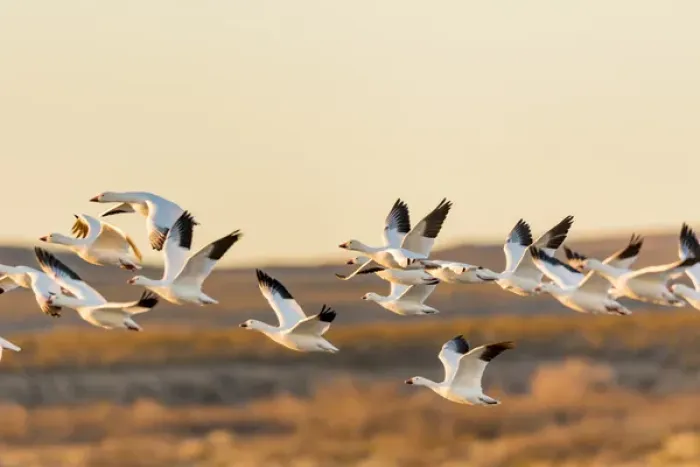 Framed Print : USA, New Mexico, Bosque del Apache Natural Wildlife Refuge. Mixed geese flying. Credit as Framed Print : USA, New Mexico, Bosque del Apache Natural Wildlife Refuge. Mixed geese flying. Credit as