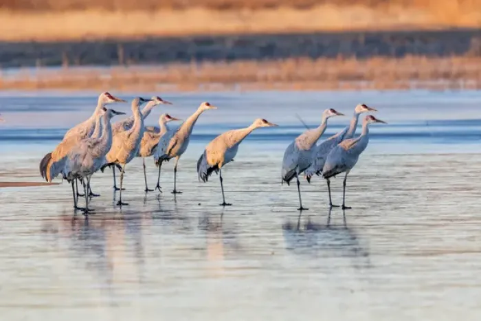 Framed Print : USA, New Mexico, Bosque del Apache Natural Wildlife Refuge. Sandhill cranes on ice at sunrise
