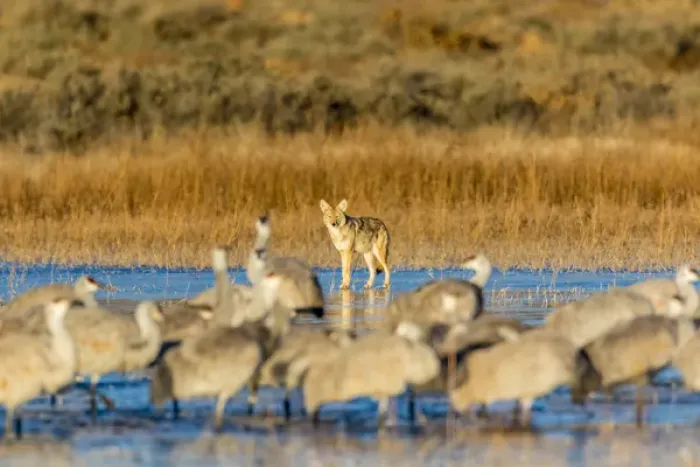 Framed Print : USA, New Mexico, Bosque del Apache Natural Wildlife Refuge. Coyote and sandhill cranes Framed Print : USA, New Mexico, Bosque del Apache Natural Wildlife Refuge. Coyote and sandhill cranes
