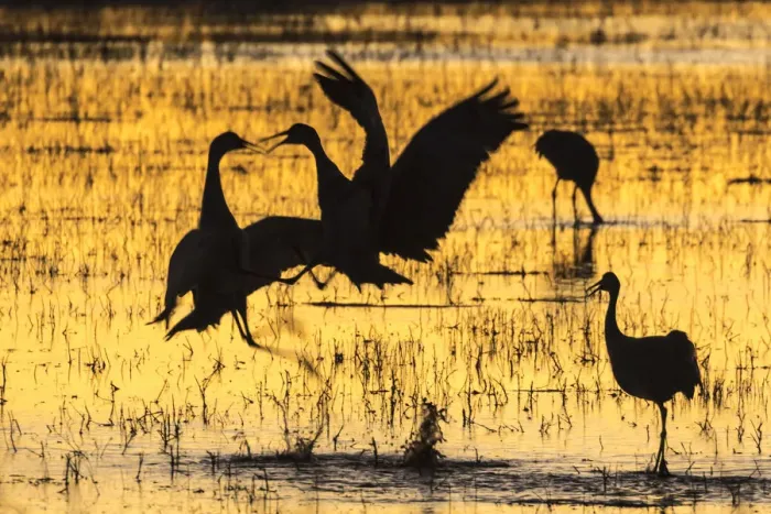 Framed Print : USA, New Mexico, Bosque del Apache Natural Wildlife Refuge. Sandhill cranes backlit at sunset