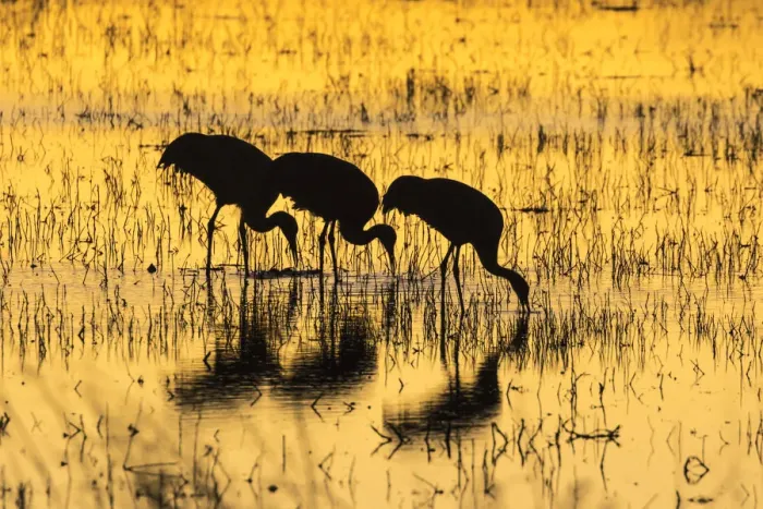 Framed Print : USA, New Mexico, Bosque del Apache Natural Wildlife Refuge. Sandhill cranes backlit at sunset Framed Print : USA, New Mexico, Bosque del Apache Natural Wildlife Refuge. Sandhill cranes backlit at sunset