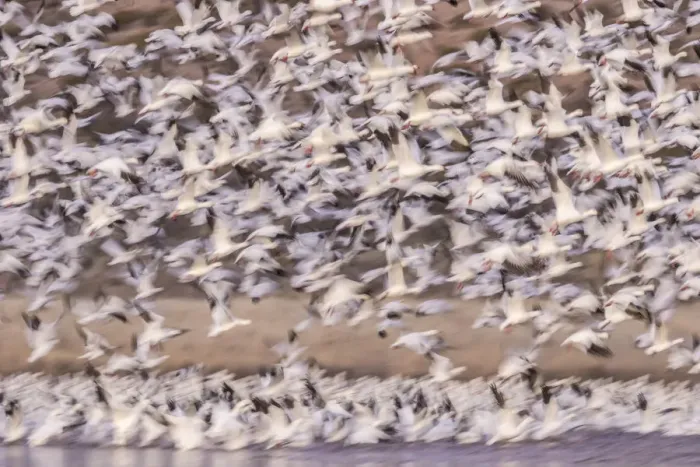 Framed Print : USA, New Mexico, Bosque del Apache Natural Wildlife Refuge. Blur of snow geese blastoff Framed Print : USA, New Mexico, Bosque del Apache Natural Wildlife Refuge. Blur of snow geese blastoff