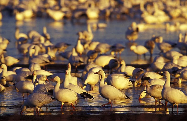 USA, New Mexico, Bosque del Apache NWR. Ross and Snow Geese at sunrise in wetlands