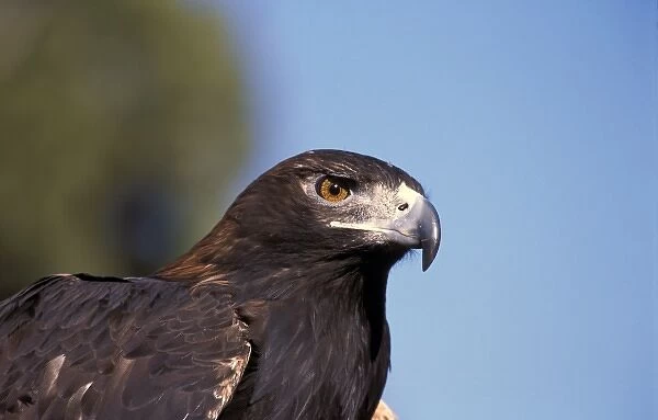 USA, New Mexico, Bosque del Apache NWR. Captive Golden Eagle