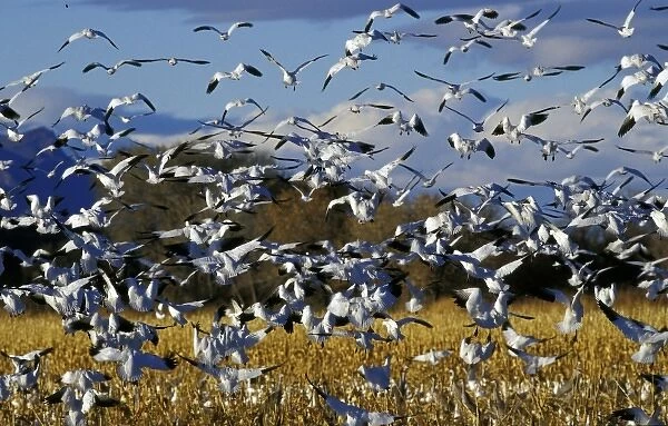 USA, New Mexico, Bosque del Apache NWR. Snow Geese landing in corn field (Chen caerulescens)