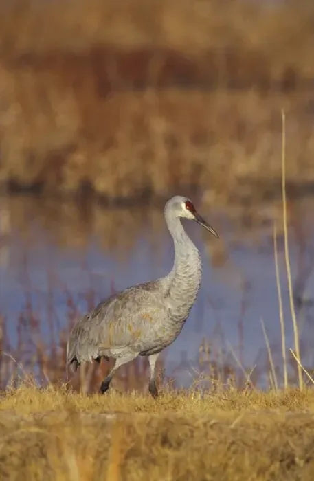 Framed Print : USA, New Mexico, Bosque del Apache NWR Sandhill crane (Grus canadensis) along