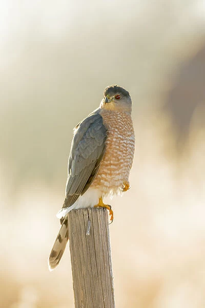 USA, New Mexico, Bosque del Apache Wildlife Refuge. Coopers Hawk on stump. Credit as