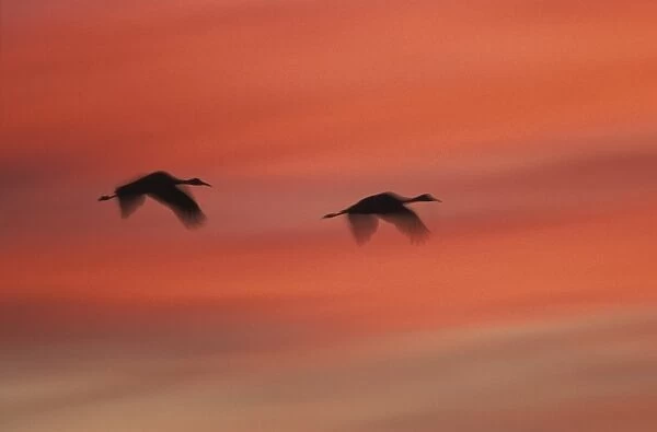 USA, New Mexico, Bosque del Apache Wildlife Refuge. Abstract of two sandhill cranes