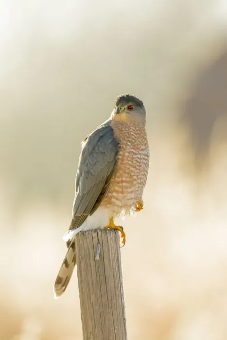 Framed Print : USA, New Mexico, Bosque del Apache Wildlife Refuge. Coopers Hawk on stump. Credit as Framed Print : USA, New Mexico, Bosque del Apache Wildlife Refuge. Coopers Hawk on stump. Credit as