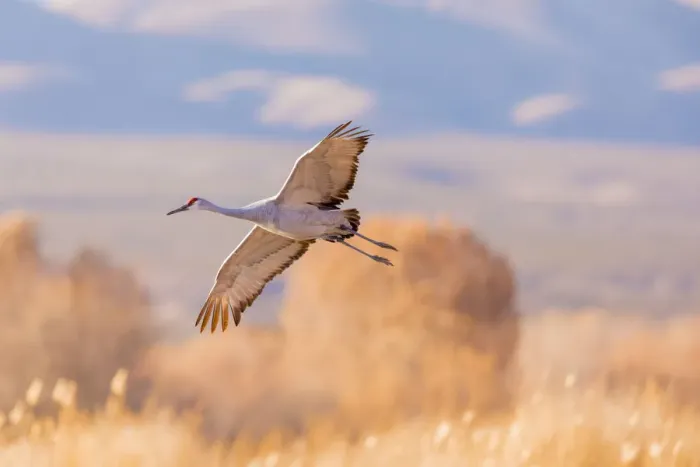 Framed Print : USA, New Mexico, Bosque del Apache Wildlife Refuge. Sandhill crane landing. Credit as Framed Print : USA, New Mexico, Bosque del Apache Wildlife Refuge. Sandhill crane landing. Credit as