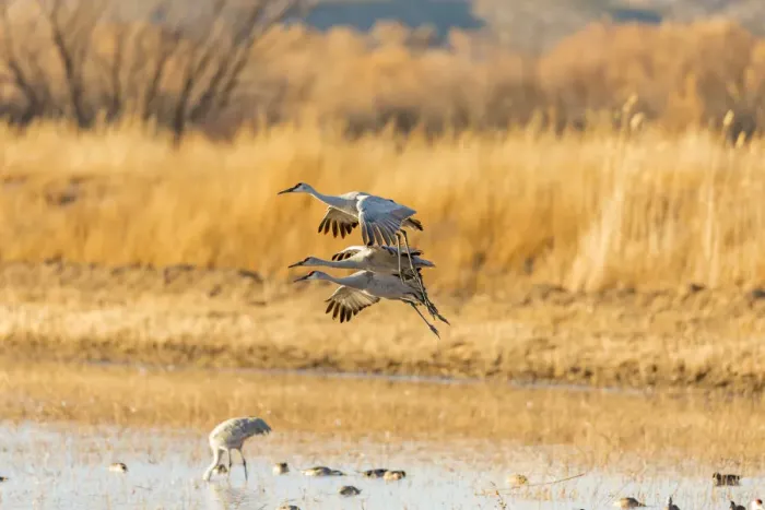 Framed Print : USA, New Mexico, Bosque del Apache Wildlife Refuge. Sandhill cranes landing. Credit as