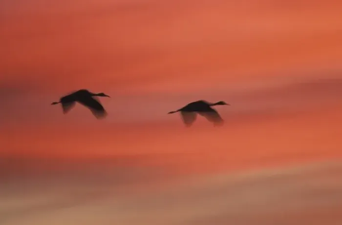 Framed Print : USA, New Mexico, Bosque del Apache Wildlife Refuge. Abstract of two sandhill cranes Framed Print : USA, New Mexico, Bosque del Apache Wildlife Refuge. Abstract of two sandhill cranes
