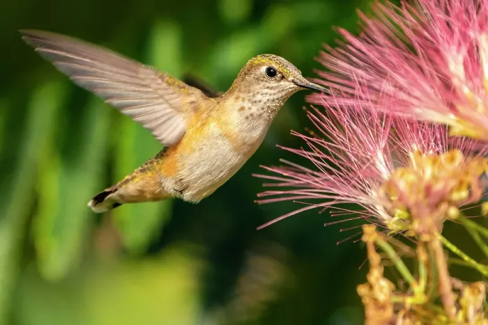 Framed Print : USA, New Mexico. Broad-tailed hummingbird feeding on mimosa blossom. ©Cathy & Gordon Illg  /  Jaynes Gallery  /  DanitaDelimont.com