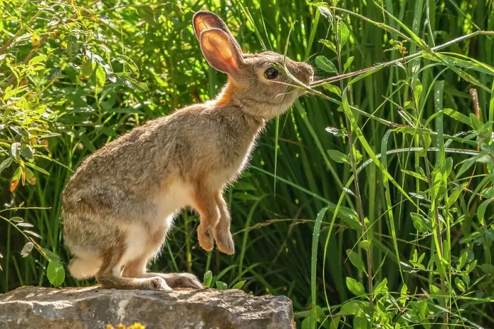 Framed Print : USA, New Mexico. Cottontail rabbit close-up Framed Print : USA, New Mexico. Cottontail rabbit close-up