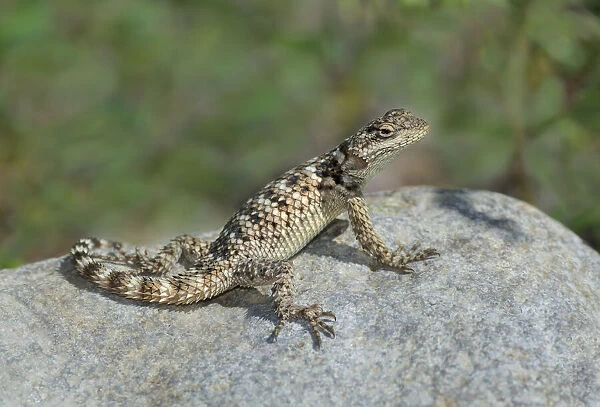 USA, New Mexico. Crevice spiny lizard on rock