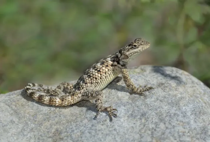 Framed Print : USA, New Mexico. Crevice spiny lizard on rock Framed Print : USA, New Mexico. Crevice spiny lizard on rock