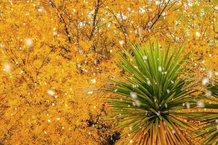 Framed Print : USA, New Mexico. Falling snow and autumn leaves on tree and yucca. ©Cathy & Gordon Illg / Jaynes Gallery / DanitaDelimont.com Framed Print : USA, New Mexico. Falling snow and autumn leaves on tree and yucca. ©Cathy & Gordon Illg / Jaynes Gallery / DanitaDelimont.com