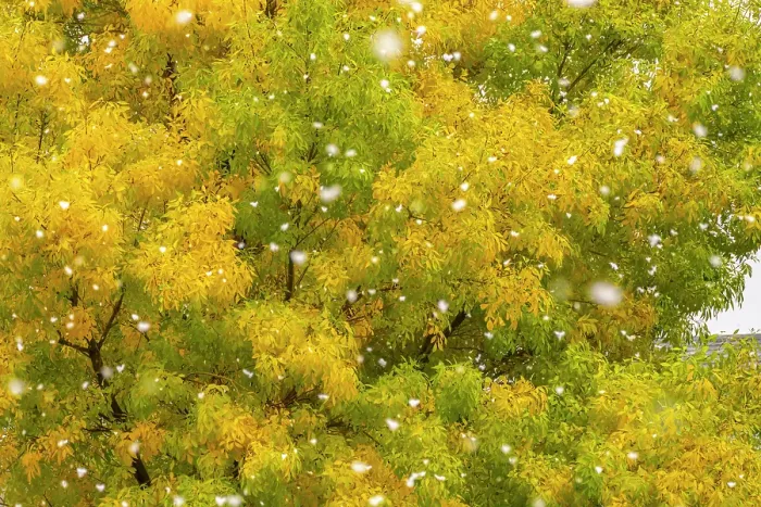 Framed Print : USA, New Mexico. Falling snow and autumn leaves on trees. ©Cathy & Gordon Illg / Jaynes Gallery / DanitaDelimont.com Framed Print : USA, New Mexico. Falling snow and autumn leaves on trees. ©Cathy & Gordon Illg / Jaynes Gallery / DanitaDelimont.com