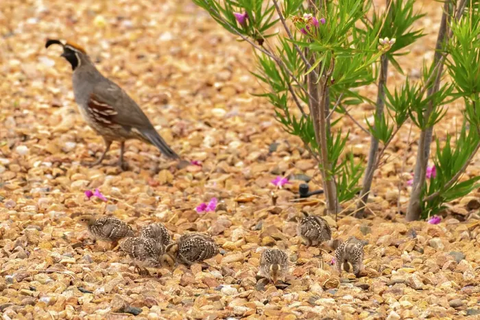 Framed Print : USA, New Mexico. Gambel's quail male and chicks Framed Print : USA, New Mexico. Gambel's quail male and chicks
