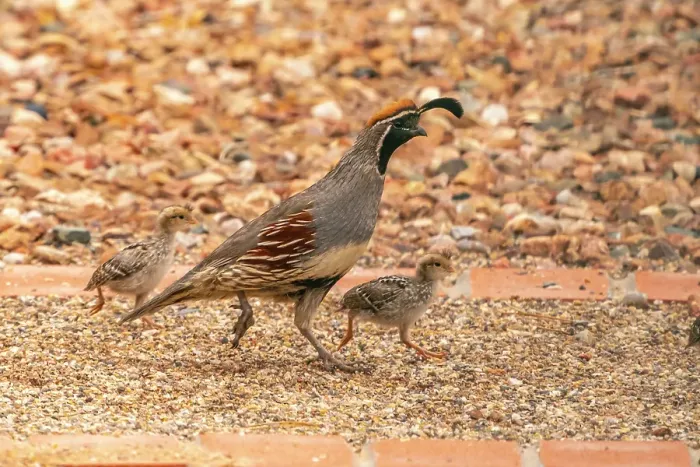 Framed Print : USA, New Mexico. Gambel's quail male and chicks Framed Print : USA, New Mexico. Gambel's quail male and chicks