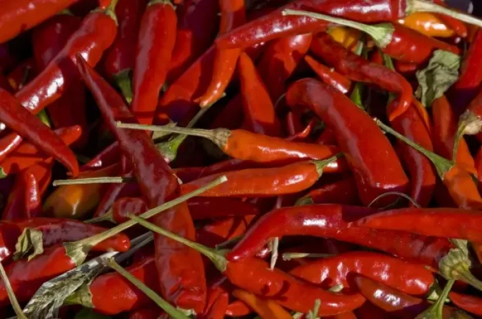 Framed Print : USA, New Mexico, Hatch Chilies Framed Print : USA, New Mexico, Hatch Chilies