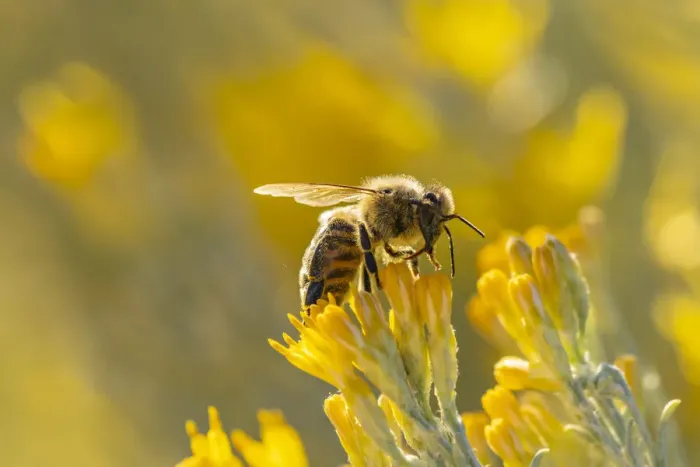 Framed Print : USA, New Mexico. Honey bee on rabbitbrush