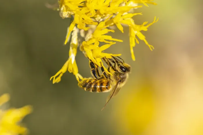 Framed Print : USA, New Mexico. Honey bee on rabbitbrush