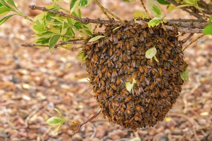 Framed Print : USA, New Mexico. Honey bees swarming Framed Print : USA, New Mexico. Honey bees swarming