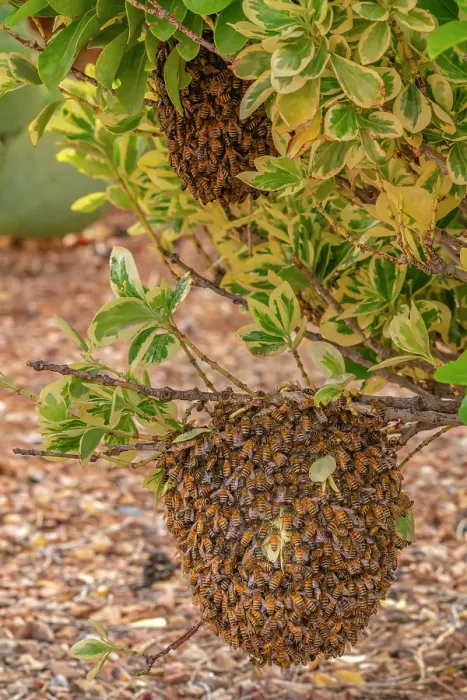 Framed Print : USA, New Mexico. Honey bees swarming Framed Print : USA, New Mexico. Honey bees swarming
