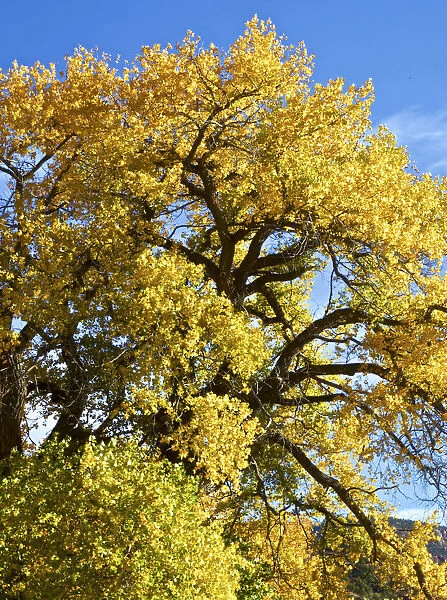 USA, New Mexico. Jemez Mountains Fall Foliage
