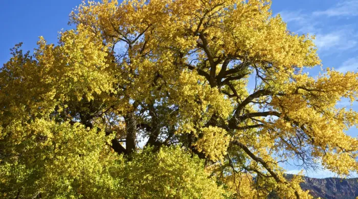 Framed Print : USA, New Mexico. Jemez Mountains Fall Foliage