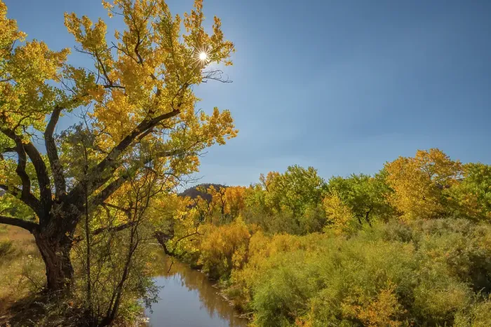 Framed Print : USA, New Mexico, Jemez National Recreation Area. Sun star and cottonwood trees around stream. ©Cathy & Gordon Illg  /  Jaynes Gallery  /  DanitaDelimont.com