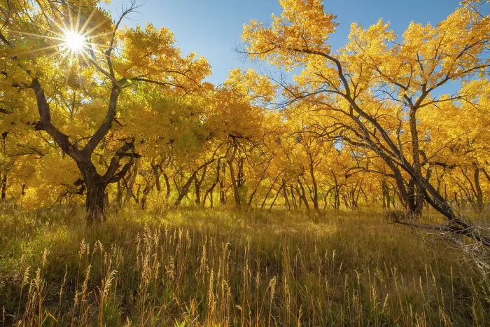 Framed Print : USA, New Mexico, Jemez National Recreation Area. Sun star and cottonwood trees in autumn. ©Cathy & Gordon Illg  /  Jaynes Gallery  /  DanitaDelimont.com