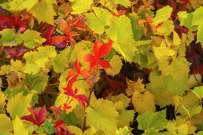 Framed Print : USA, New Mexico, Jemez National Recreation Area. Red Virginia creepers among foliage. ©Cathy & Gordon Illg  /  Jaynes Gallery  /  DanitaDelimont.com