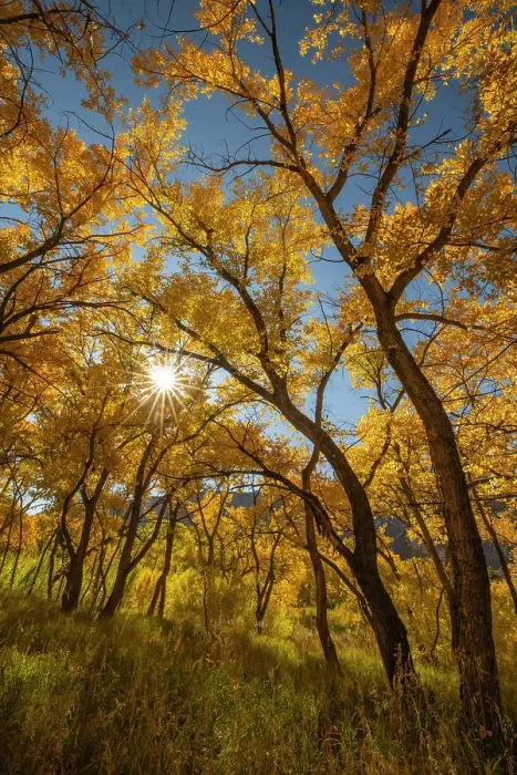 Framed Print : USA, New Mexico, Jemez National Recreation Area. Sun star and cottonwood trees. ©Cathy & Gordon Illg  /  Jaynes Gallery  /  DanitaDelimont.com