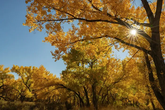 Framed Print : USA, New Mexico, Jemez National Recreation Area. Sun star and cottonwood trees in autumn. ©Cathy & Gordon Illg / Jaynes Gallery / DanitaDelimont.com Framed Print : USA, New Mexico, Jemez National Recreation Area. Sun star and cottonwood trees in autumn. ©Cathy & Gordon Illg / Jaynes Gallery / DanitaDelimont.com