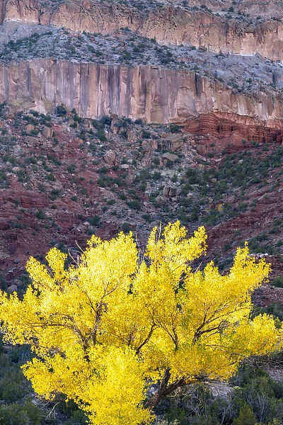 USA, New Mexico, Jemez River Valley. Cliff and cottonwood tree in autumn