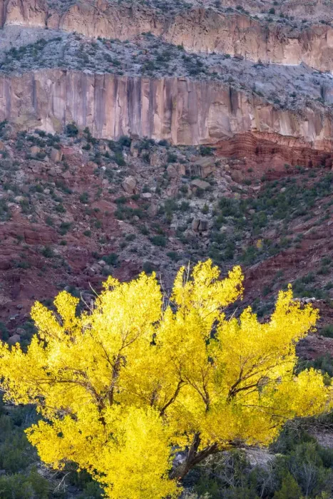 Framed Print : USA, New Mexico, Jemez River Valley. Cliff and cottonwood tree in autumn