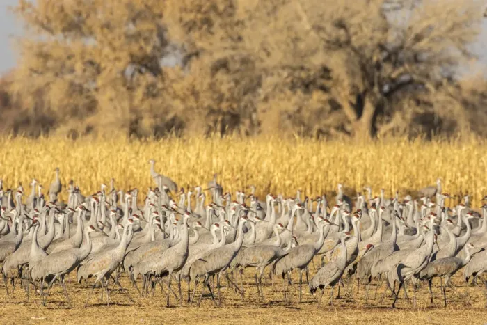 Framed Print : USA, New Mexico, Ladd S. Gordon Waterfowl Complex. Flock of sandhill cranes. Credit as