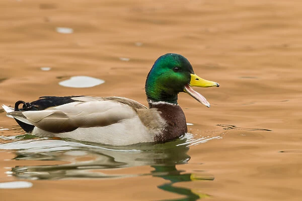 USA, New Mexico. Male mallard duck in water
