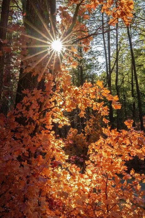 Framed Print : USA, New Mexico, Manzano Mountains. Sunburst on autumn maple tree. ©Cathy & Gordon Illg / Jaynes Gallery / DanitaDelimont.com Framed Print : USA, New Mexico, Manzano Mountains. Sunburst on autumn maple tree. ©Cathy & Gordon Illg / Jaynes Gallery / DanitaDelimont.com