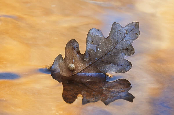 USA, New Mexico. Oak leaf in stream at Ghost Ranch