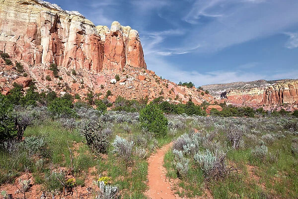 USA, New Mexico. Path in Carson National Forest, near Ghost Ranch