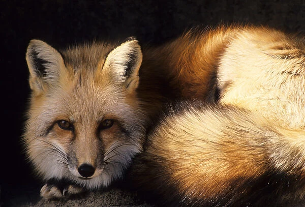 USA, New Mexico, Red Fox