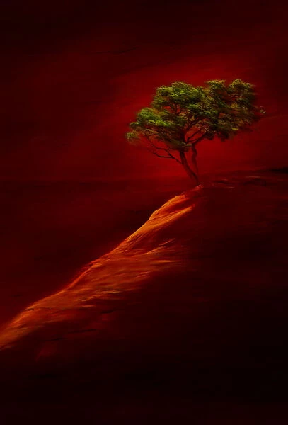 USA, New Mexico, Red Rock State Park. Abstract of lone tree at sunset. Credit as
