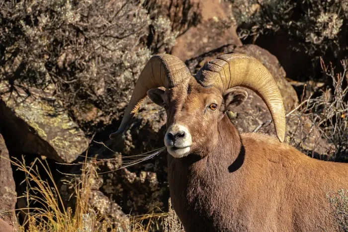 Framed Print : USA, New Mexico, Rio Grande del Norte National Monument. Bighorn sheep ram eating. ©Cathy & Gordon Illg / Jaynes Gallery / DanitaDelimont.com Framed Print : USA, New Mexico, Rio Grande del Norte National Monument. Bighorn sheep ram eating. ©Cathy & Gordon Illg / Jaynes Gallery / DanitaDelimont.com