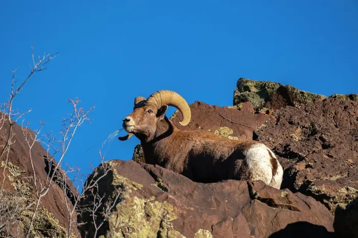 Framed Print : USA, New Mexico, Rio Grande del Norte National Monument. Bighorn sheep ram eating. ©Cathy & Gordon Illg / Jaynes Gallery / DanitaDelimont.com Framed Print : USA, New Mexico, Rio Grande del Norte National Monument. Bighorn sheep ram eating. ©Cathy & Gordon Illg / Jaynes Gallery / DanitaDelimont.com