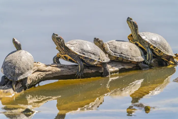 Framed Print : USA, New Mexico, Rio Grande Nature Center State Park. Red-eared slider turtles resting on log Framed Print : USA, New Mexico, Rio Grande Nature Center State Park. Red-eared slider turtles resting on log